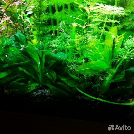 Аквариумные растения