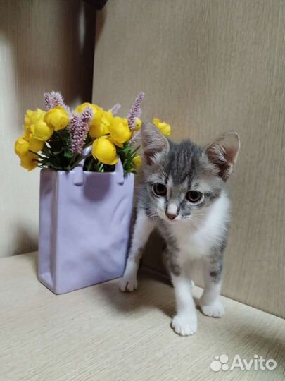 Котята в добрые руки бесплатно