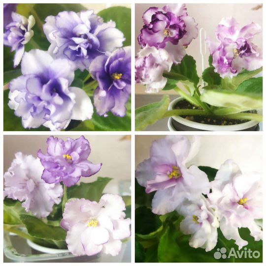 Детки сортовых фиалок, цветущие и зацветающие