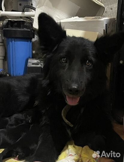 Собака в добрые руки щенок