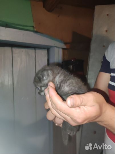 Шотландская вислоухая кошка