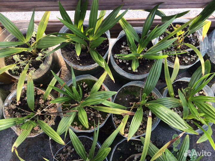 Молодые пальмы трахикарпус форчуна