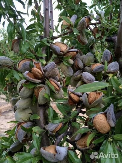 Саженцы Миндаля: Форос, Антик, Бумажноскорлупный