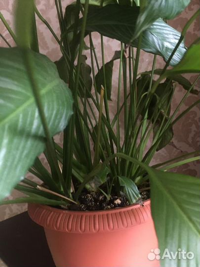 Спатифиллум отросток