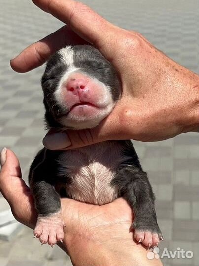 Щенки ам булли