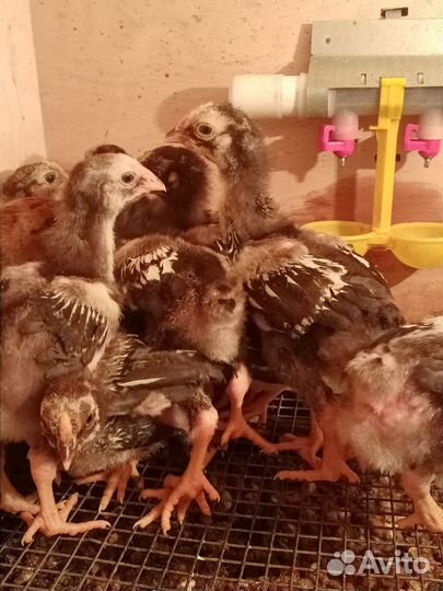 Цыплята Виандот серебро