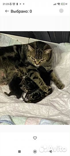 Шотландский вислоухий котенок