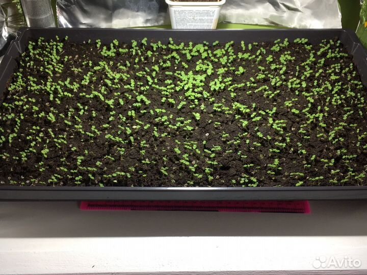 Декоративное дерево павловния павлония медонос