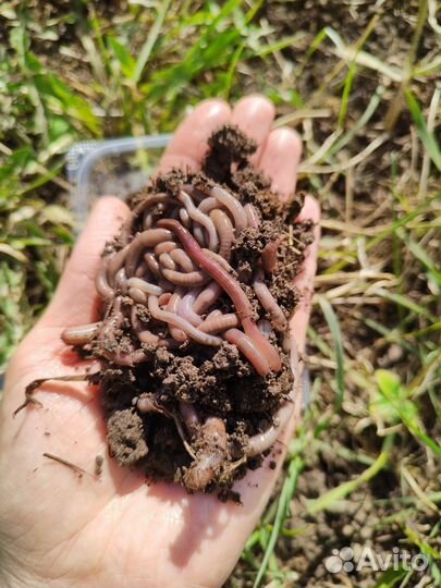 Черви для рыбалки