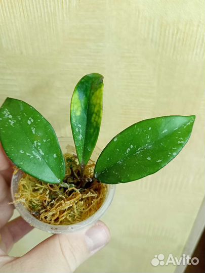 Хойя дисхидии