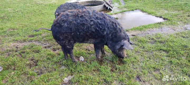 Венгерская мангалица