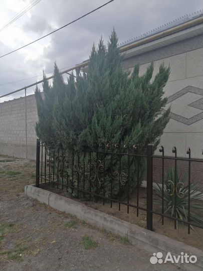 Можжевельник