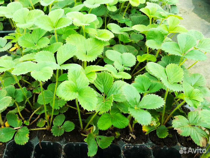 Рассада клубники. Оптом от 128 шт