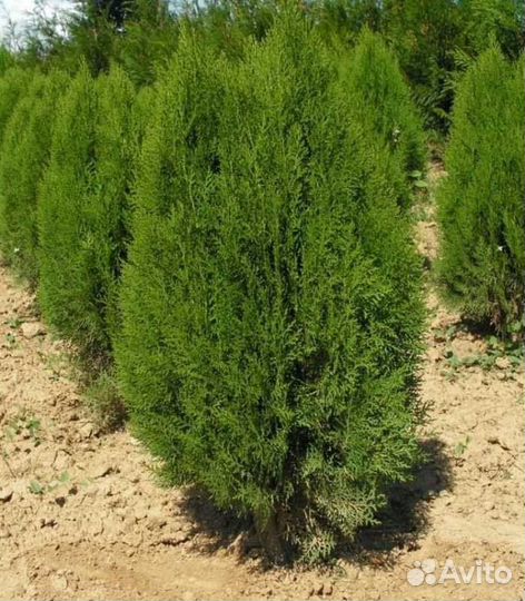 Туя брабант, книжка