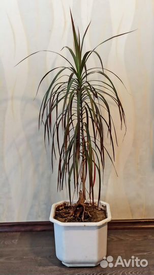 Фикус и прочее