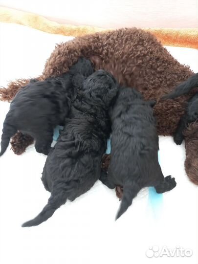 Той-пудель мини