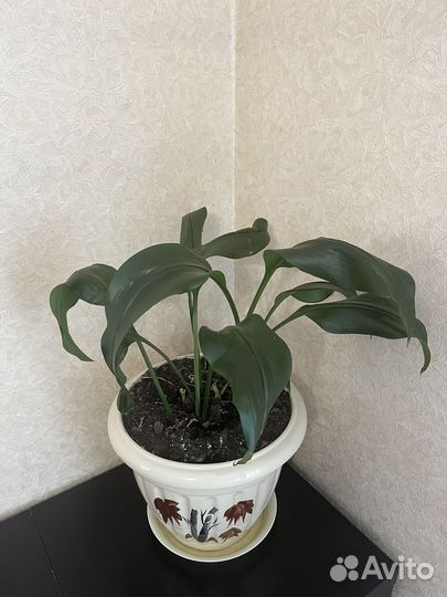 Эухарис амазонская лилия