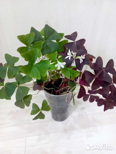 Кислица-бабочки.обмен