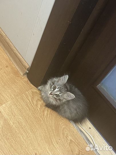 Нашли котенка