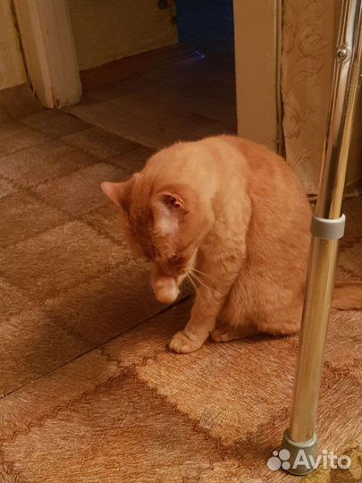 Отдам кота в добрые руки