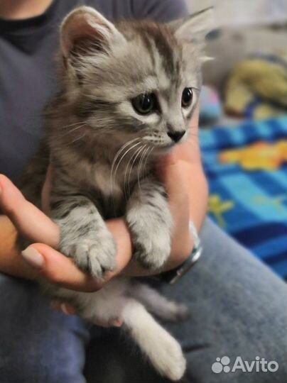 Очаровашка