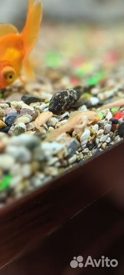 Сомики анцитрусы