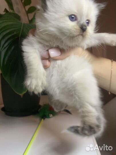 Невские маскарадные котята
