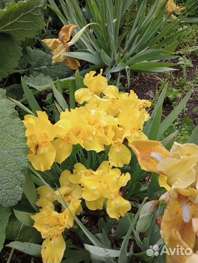 Цветы, многолетние декоративные растения