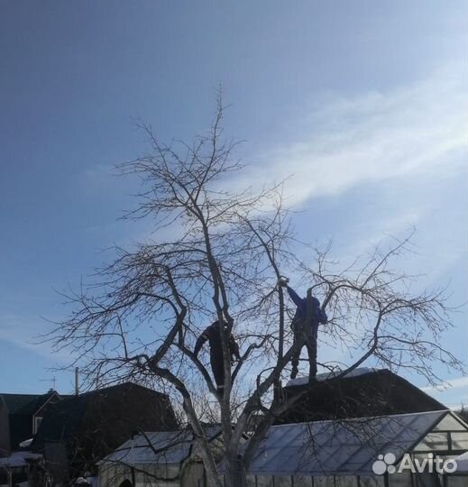 Обрезка плодовых деревьев