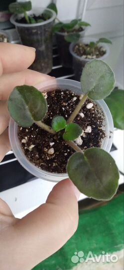 Детки сортовых фиалок