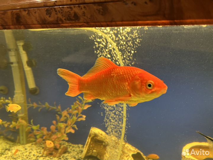 Аквариумные рыбы бесплатно