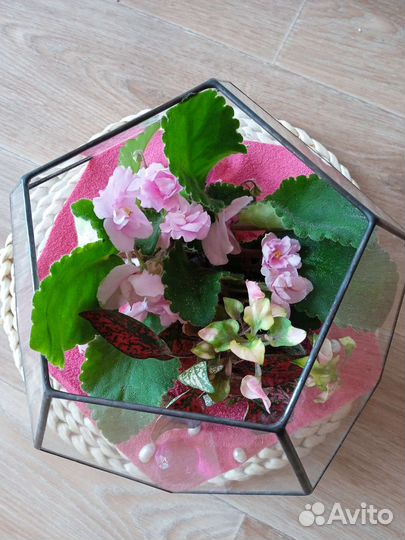 Флорариум. Букет. Комнатные цветы. Подарок