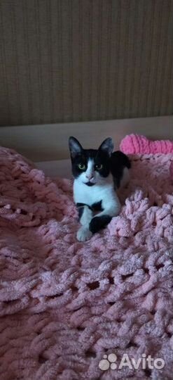 Кошка ищет дом