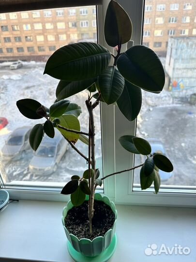 Фикус каучуконосный