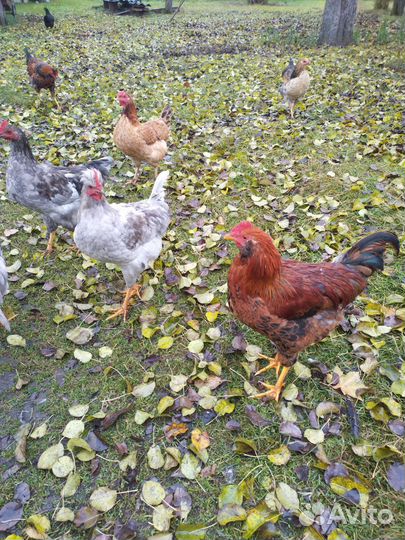 Молодые петушки