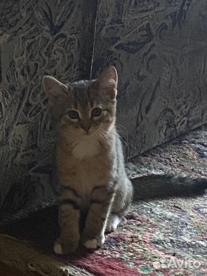 Котята в дар бесплатно