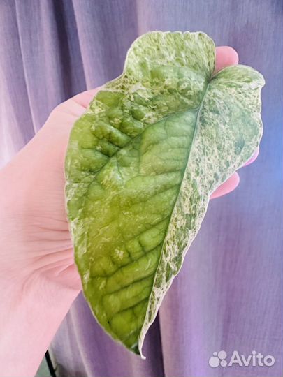 Амидриум минт вар