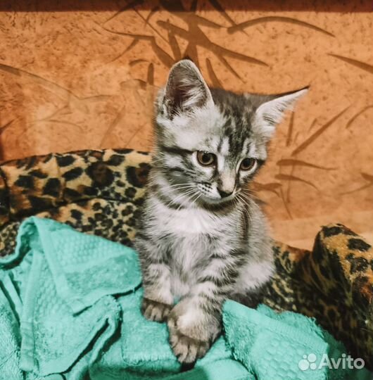 Котенок девочка в добрые руки