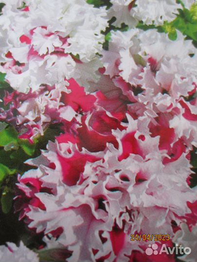 Продам рассаду цветы