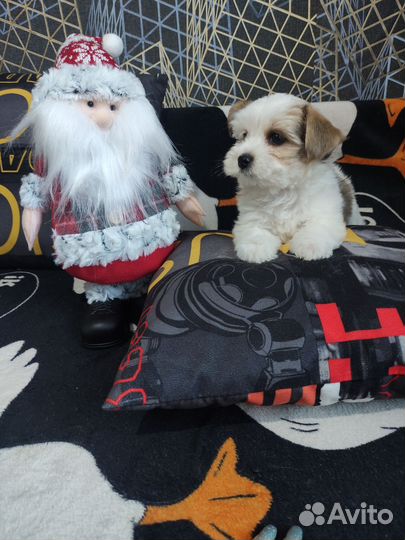 Щенки бивер йорк