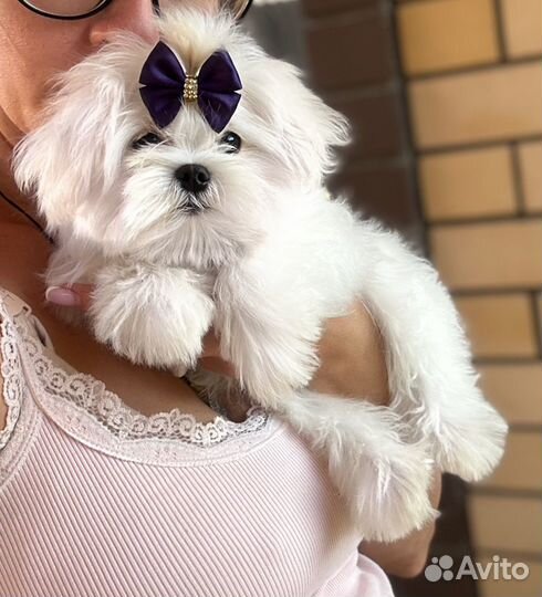 Мальтезе мальчик