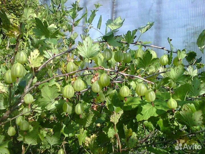 Молодые кусты чёрной/красной смородины, крыжовника