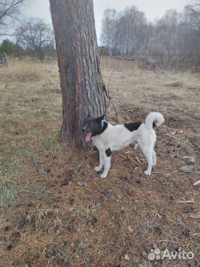 Отдам бесплатно собаку