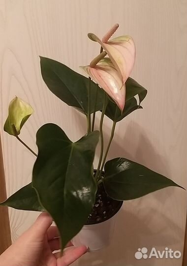 Антуриум Фэнтези Лав 