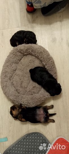 Щенки девочки. Той терьера