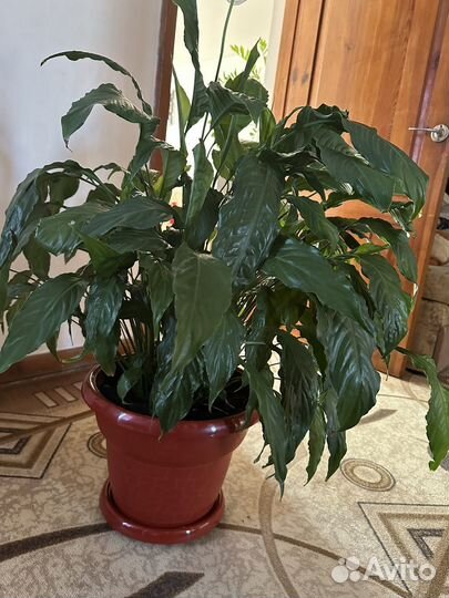 Спатифиллум огрмный