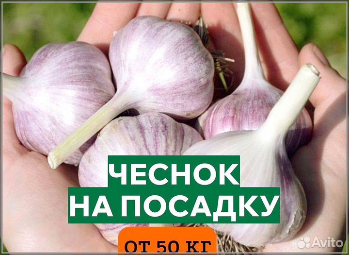 Чеснок Добрыня, Любаша, Шадейка