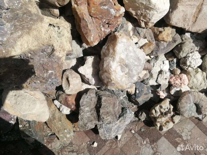 Аммониты. Септарии. Жеоды. Минералы. Окаменелости