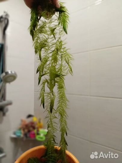 Роголистник аквариумный. Валиснерия