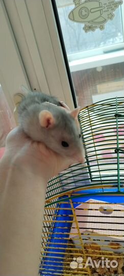 Крыса с клеткой бесплатно